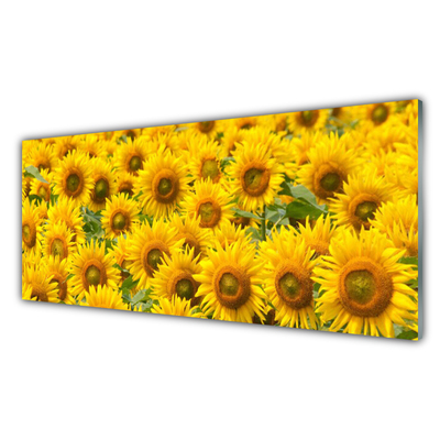 Acrylglasbilder Sonnenblumen Pflanzen