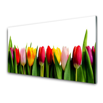 Acrylglasbilder Tulpen Pflanzen