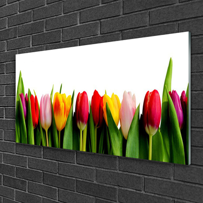 Acrylglasbilder Tulpen Pflanzen