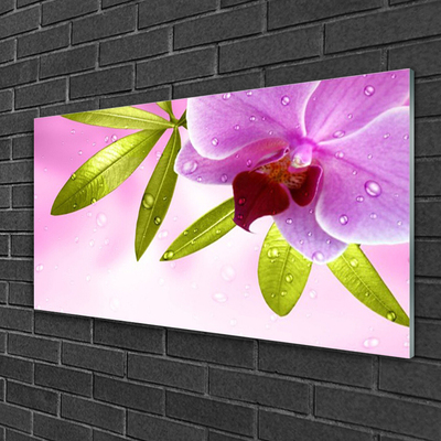 Acrylglasbilder Blume Blätter Pflanzen