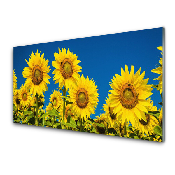 Acrylglasbilder Sonnenblumen Pflanzen