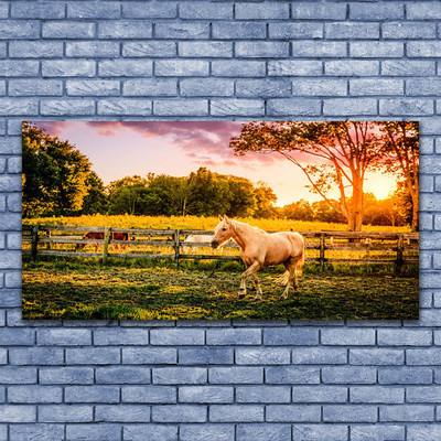 Acrylglasbilder Pferd Wiese Tiere