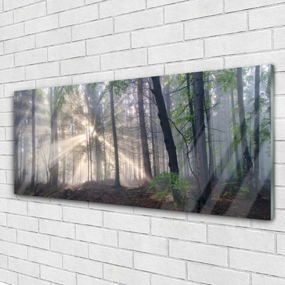 Acrylglasbilder Wald Natur