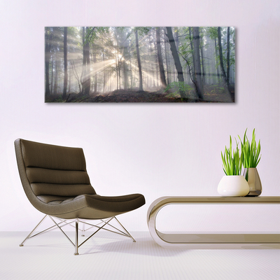 Acrylglasbilder Wald Natur