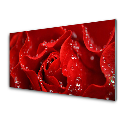 Acrylglasbilder Rose Pflanzen