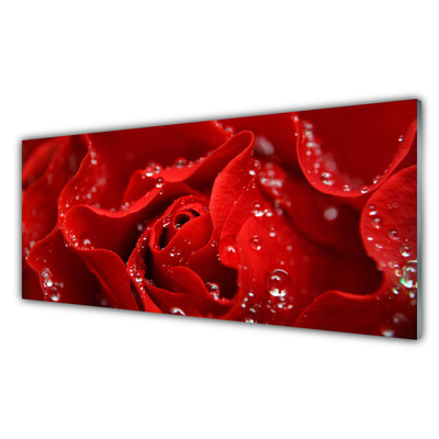 Acrylglasbilder Rose Pflanzen