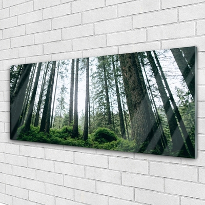 Acrylglasbilder Wald Natur