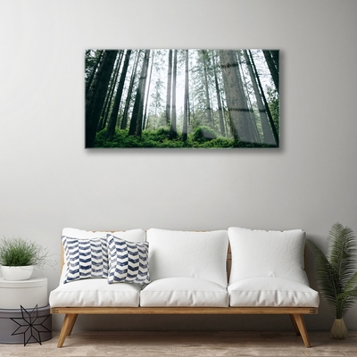 Acrylglasbilder Wald Natur