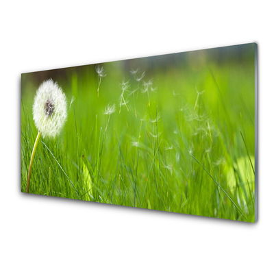 Acrylglasbilder Pusteblume Gras Pflanzen