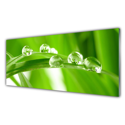Acrylglasbilder Blätter Pflanzen