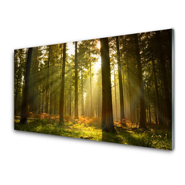 Acrylglasbilder Wald Natur