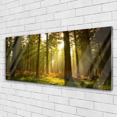 Acrylglasbilder Wald Natur