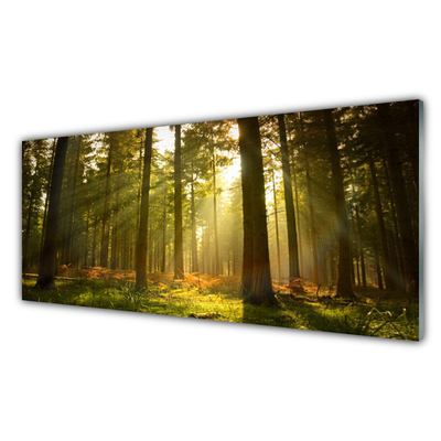 Acrylglasbilder Wald Natur