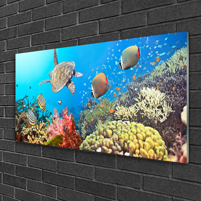 Acrylglasbilder Korallenriff Landschaft