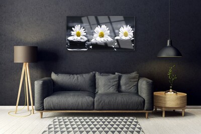 Acrylglasbilder Gänseblümchen Steine Pflanzen