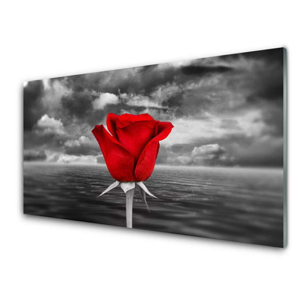 Acrylglasbilder Rose Pflanzen