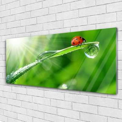 Acrylglasbilder Gras Sonne Marienkäfer Natur