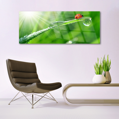 Acrylglasbilder Gras Sonne Marienkäfer Natur