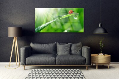 Acrylglasbilder Gras Sonne Marienkäfer Natur