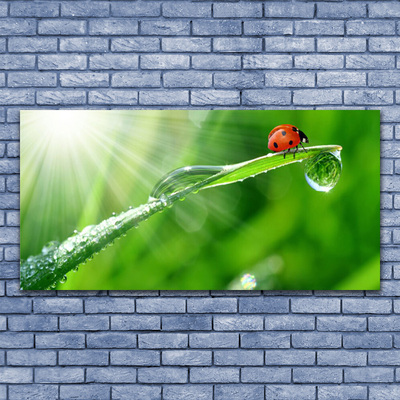 Acrylglasbilder Gras Sonne Marienkäfer Natur