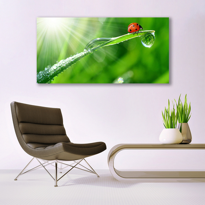 Acrylglasbilder Gras Sonne Marienkäfer Natur