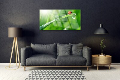 Acrylglasbilder Gras Sonne Marienkäfer Natur