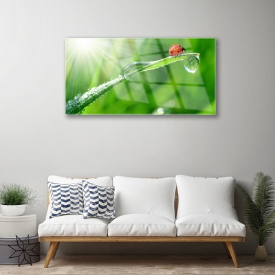 Acrylglasbilder Gras Sonne Marienkäfer Natur