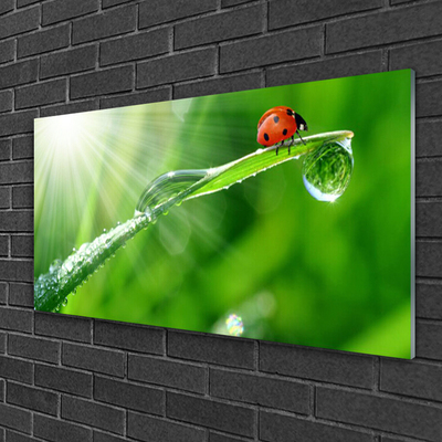 Acrylglasbilder Gras Sonne Marienkäfer Natur