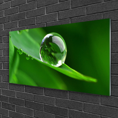 Acrylglasbilder Blatt Wassertropfen Pflanzen