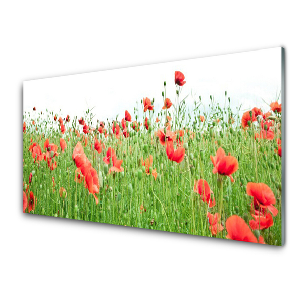 Acrylglasbilder Mohnblumen Natur