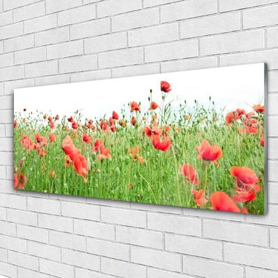 Acrylglasbilder Mohnblumen Natur