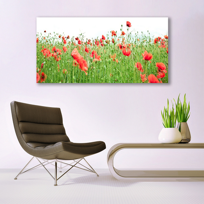 Acrylglasbilder Mohnblumen Natur