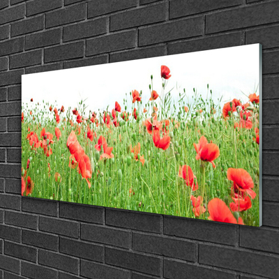 Acrylglasbilder Mohnblumen Natur