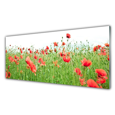 Acrylglasbilder Mohnblumen Natur