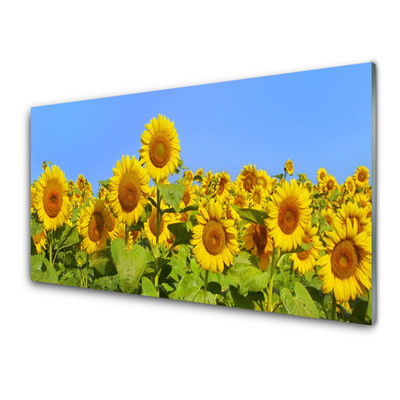 Acrylglasbilder Sonnenblumen Pflanzen