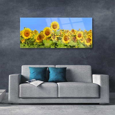 Acrylglasbilder Sonnenblumen Pflanzen