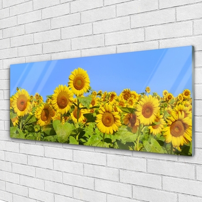 Acrylglasbilder Sonnenblumen Pflanzen