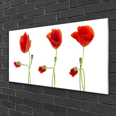 Acrylglasbilder Mohnblumen Pflanzen