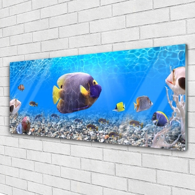 Acrylglasbilder Fische Natur