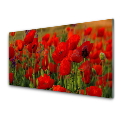 Acrylglasbilder Mohnblumen Pflanzen