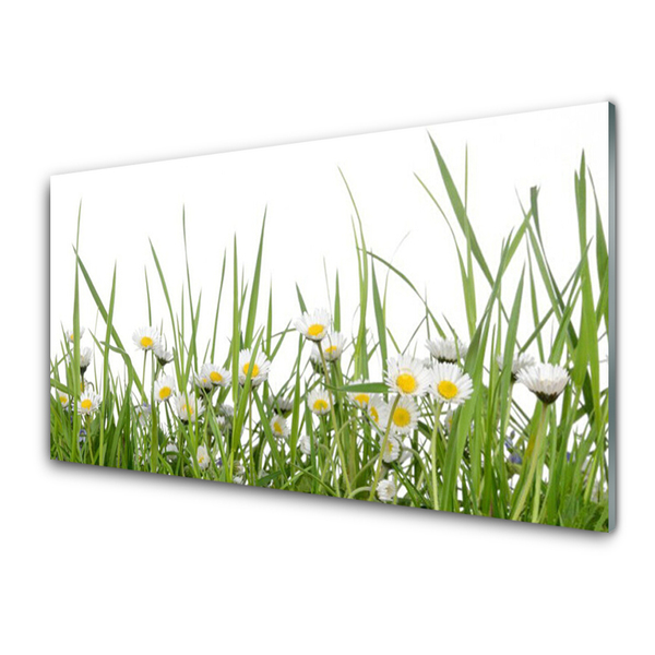 Acrylglasbilder Gras Gänseblümchen Natur