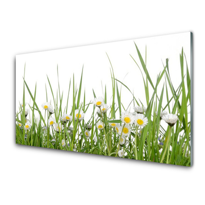 Acrylglasbilder Gras Gänseblümchen Natur