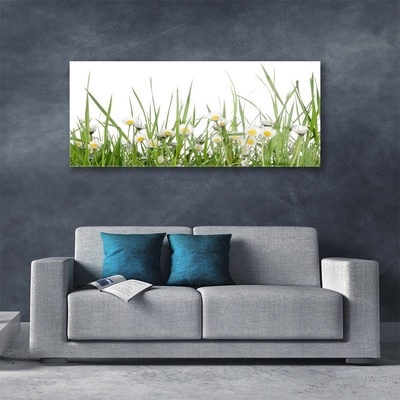 Acrylglasbilder Gras Gänseblümchen Natur