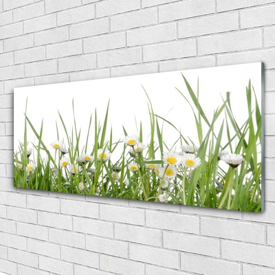 Acrylglasbilder Gras Gänseblümchen Natur