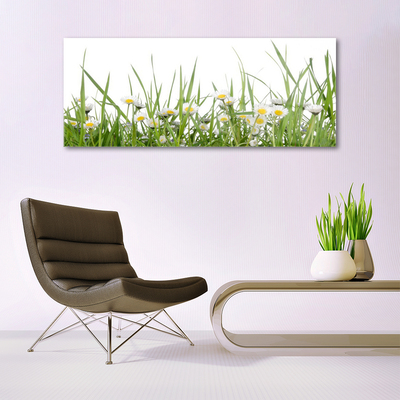 Acrylglasbilder Gras Gänseblümchen Natur