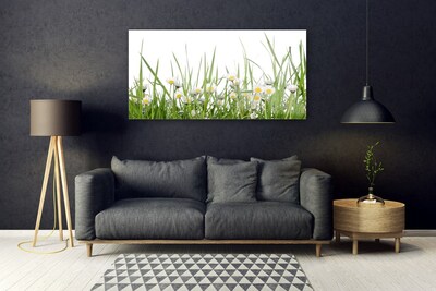 Acrylglasbilder Gras Gänseblümchen Natur