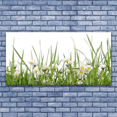 Acrylglasbilder Gras Gänseblümchen Natur