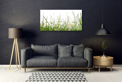 Acrylglasbilder Gras Gänseblümchen Natur