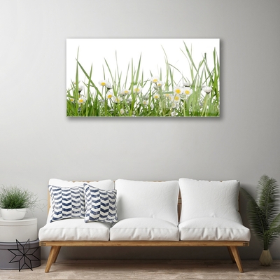 Acrylglasbilder Gras Gänseblümchen Natur