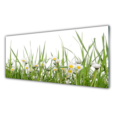 Acrylglasbilder Gras Gänseblümchen Natur